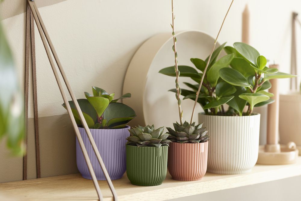 Vibes Fold Rond Mini 11