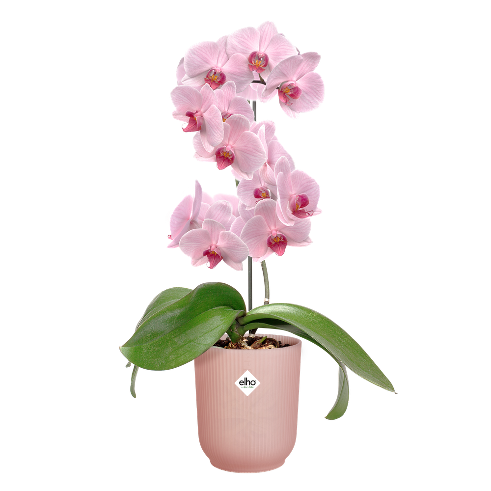 Vibes Fold Orchidée Haut 12,5