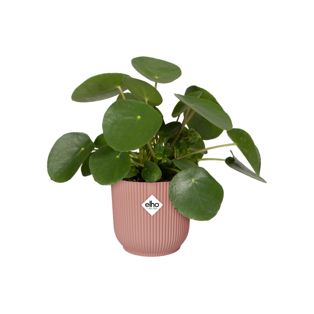 Vibes Fold Rond Roues 35