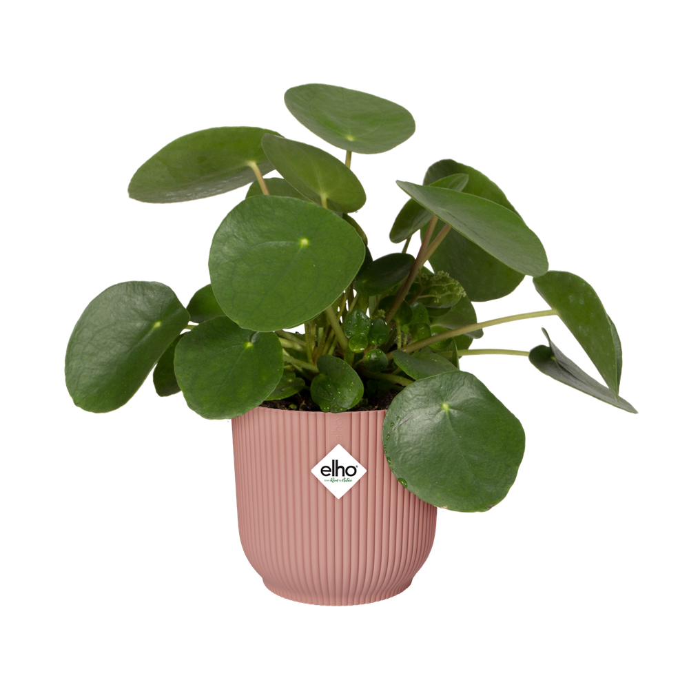 Vibes Fold Rond 40