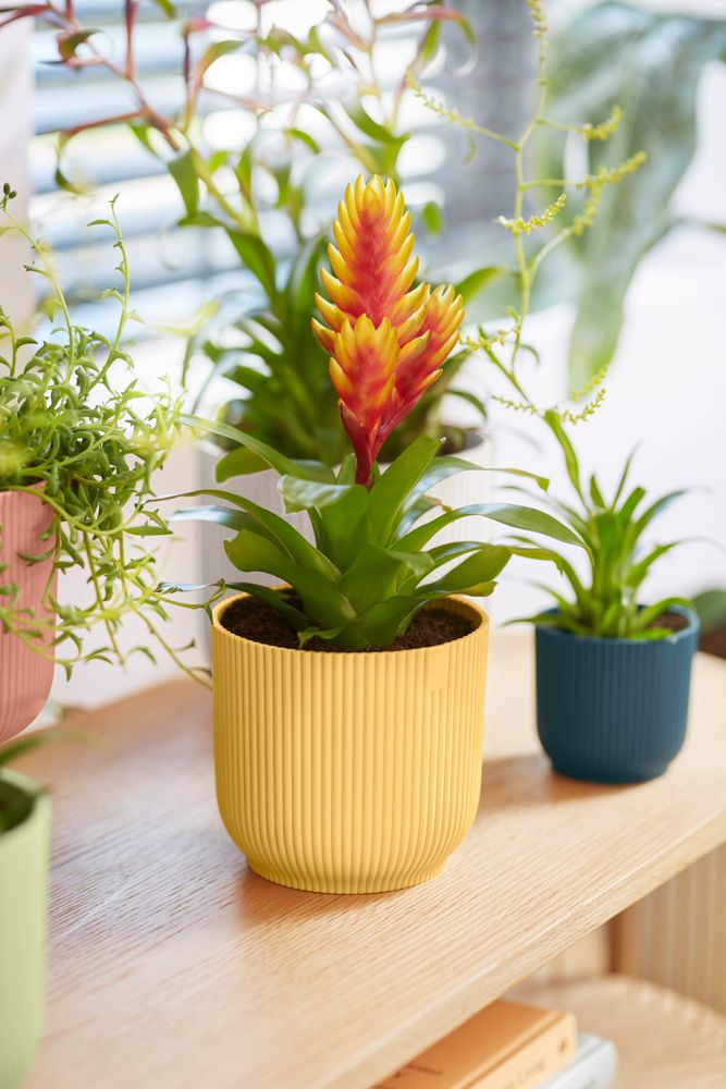 Vibes Fold Rond Mini 11