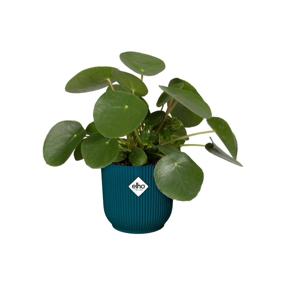 Vibes Fold Rond Roues 35