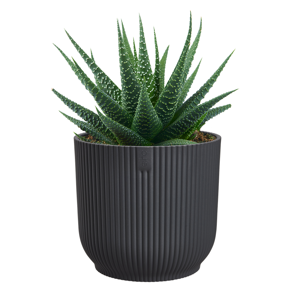 Vibes Fold Rond Mini 11