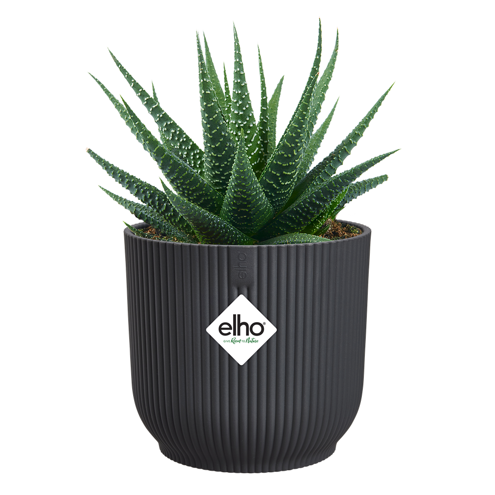 Vibes Fold Rond Mini 7