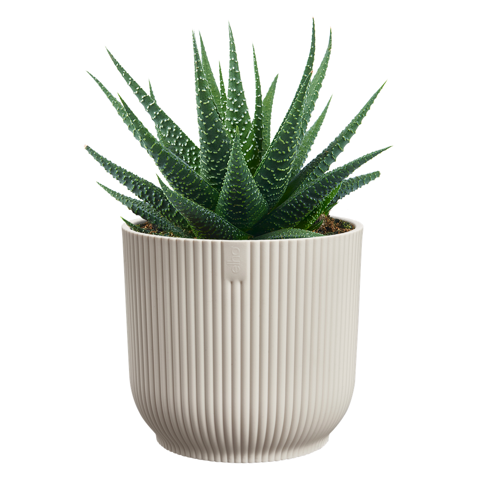 Vibes Fold Rond Mini 9