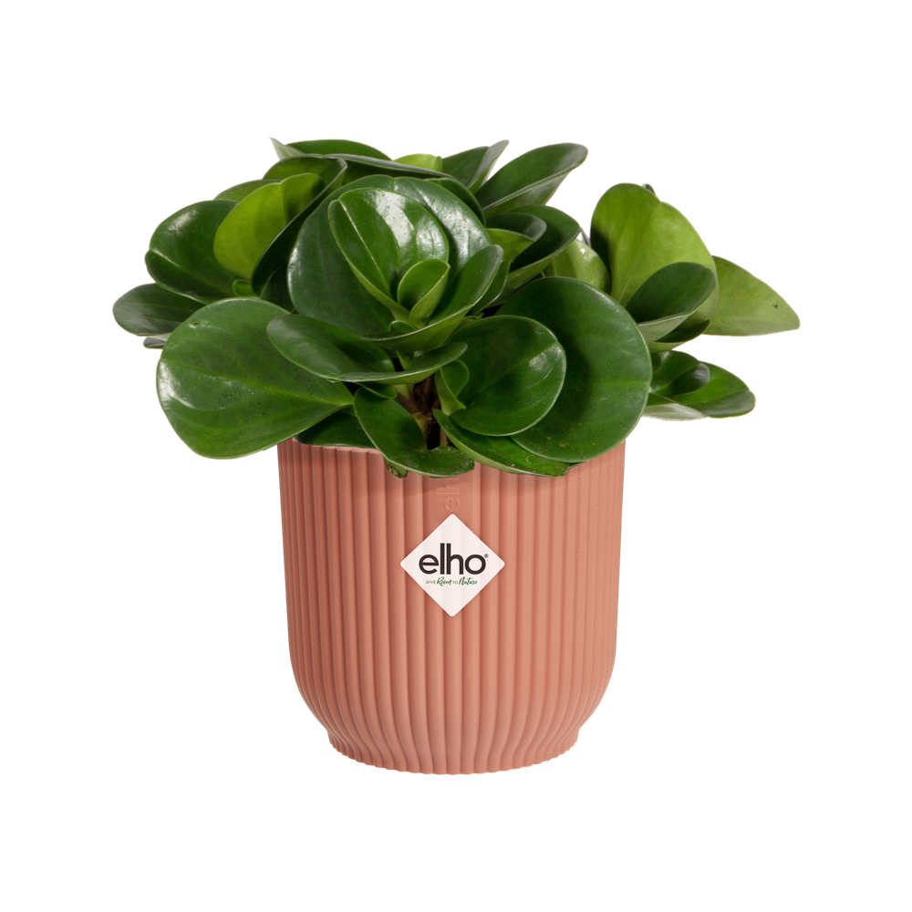 Vibes Fold Rond Mini 7