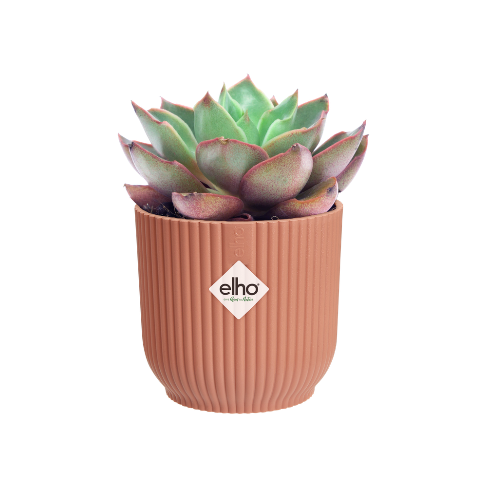 Vibes Fold Rond Mini 7