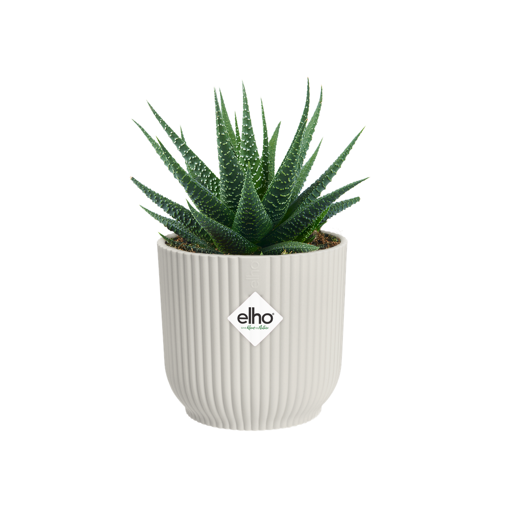 Vibes Fold Rond Mini 7