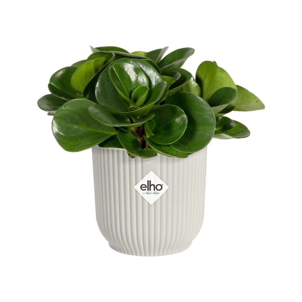 Vibes Fold Rond Mini 7