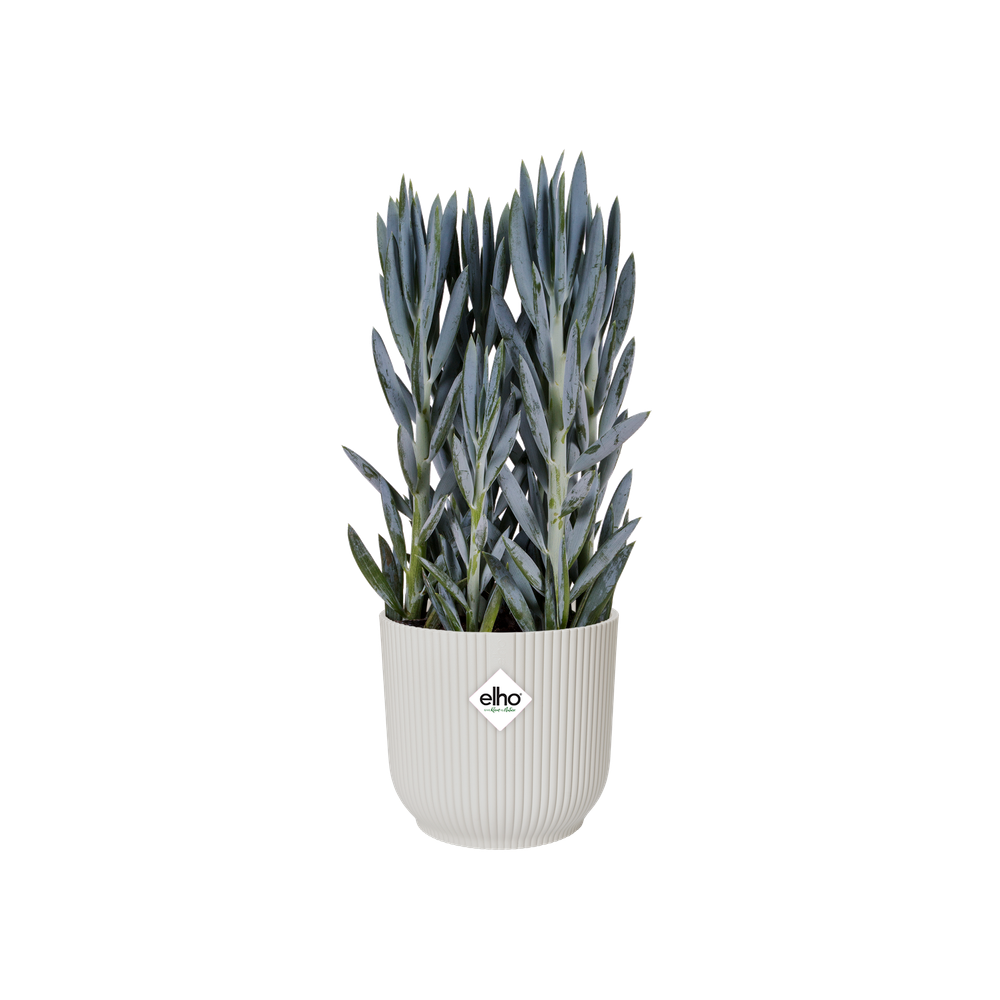 Vibes Fold Rond Roues 35