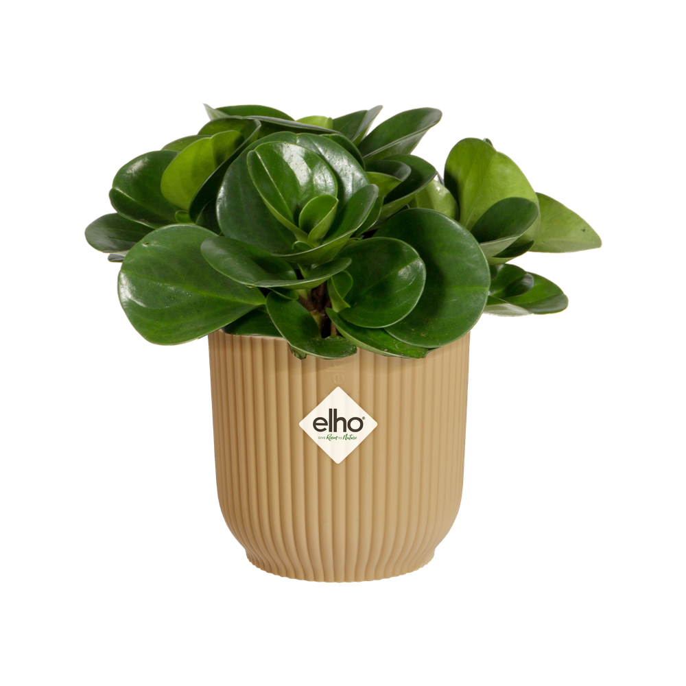 Vibes Fold Rond Mini 7