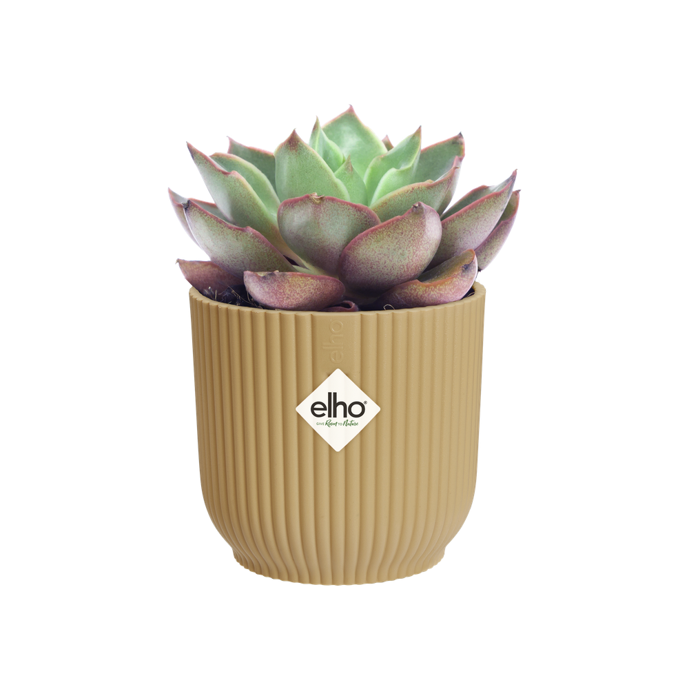 Vibes Fold Rond Mini 7